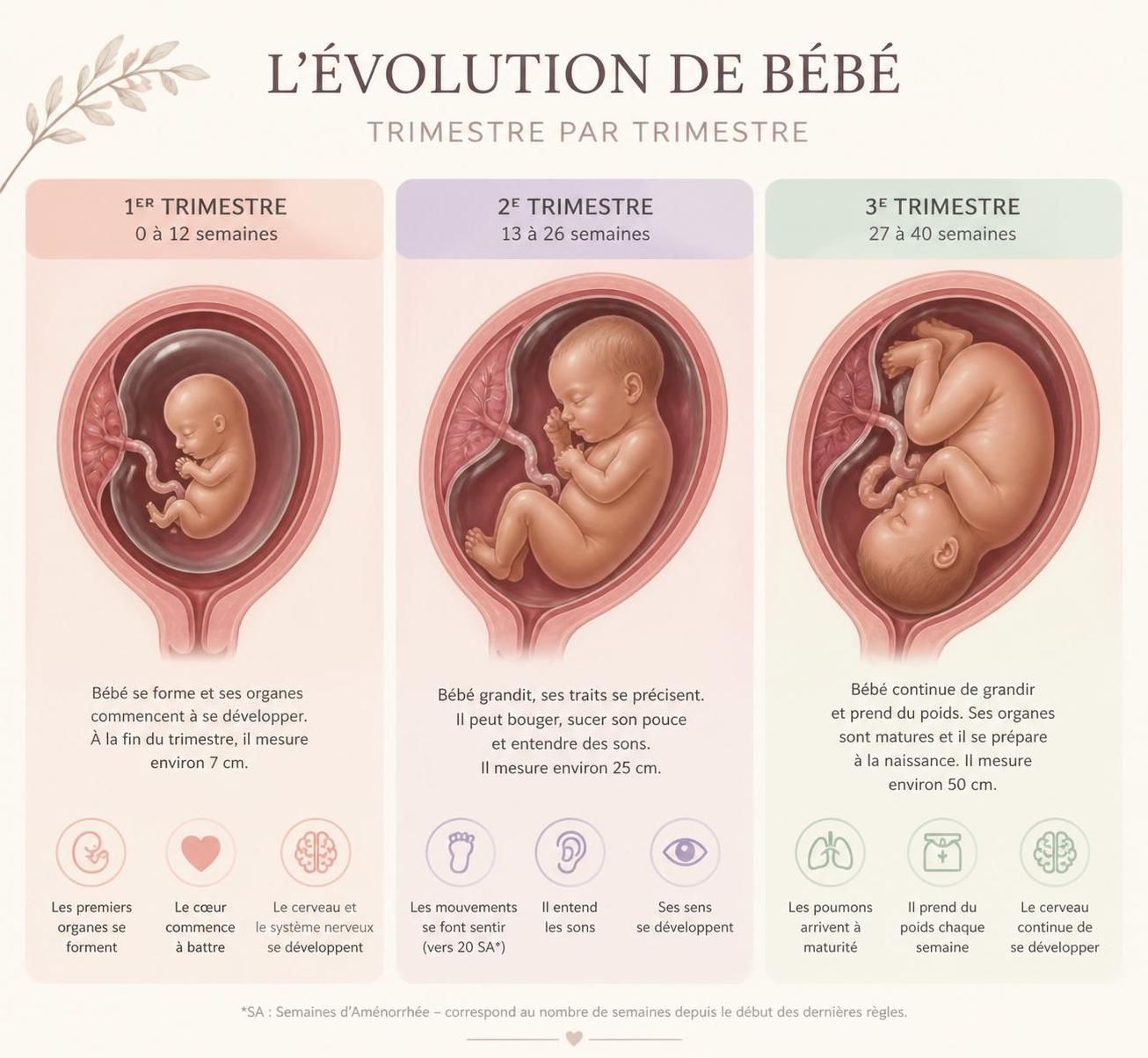 découvrez comment votre bébé se développe étape par étape au cours des trois trimestres de votre grossesse, avec des conseils et informations essentiels pour chaque phase.