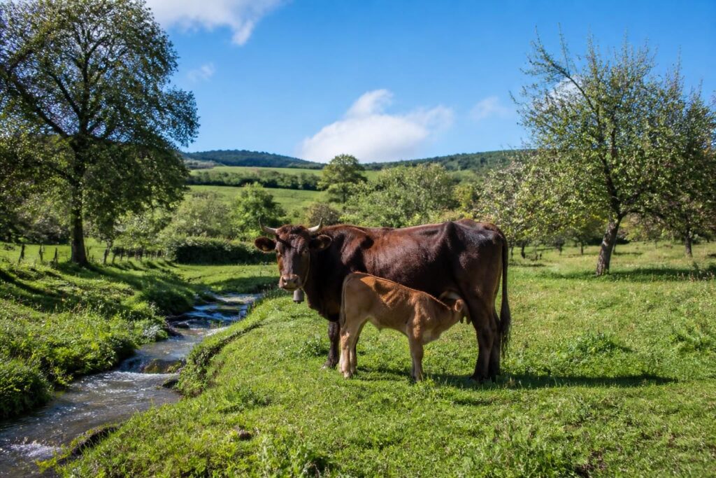 découvrez le rôle clé de la vache allaitante dans l'élevage durable, ses avantages pour l'environnement et les pratiques responsables associées à cette race rustique.